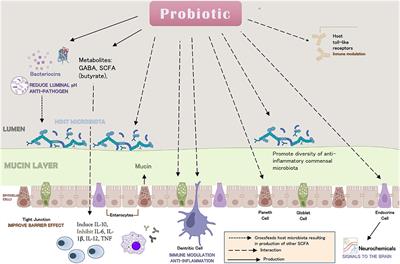 Designing probiotic-containing fermented food to improve mental disorders derived from childhood emotional neglect
